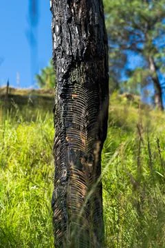 Rubber tapping from the trees of uttarakhand Stock Photos