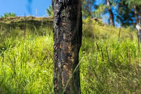 Rubber tapping from the trees of uttarakhand Stock Photos