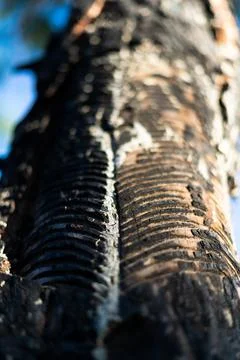 Rubber tapping from the trees of uttarakhand Stock Photos