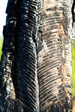 Rubber tapping from the trees of uttarakhand Stock Photos
