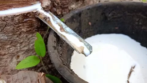 Rubber Tree and flowing latex in garden 7 Stock Footage 269768078
