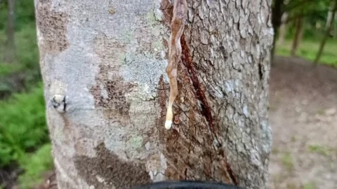 Rubber Tree and flowing latex in garden in Thailand 8 Video stock 269768292