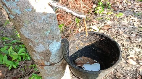 Rubber Tree and flowing latex in garden 5 Video stock 269768308