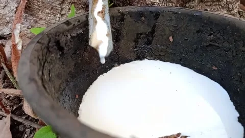 Rubber Tree and flowing latex in garden in Thailand 9 Video stock 269768463