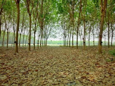 Rubber tree and green leaf. farmer farming in Thailand. Stock Photos