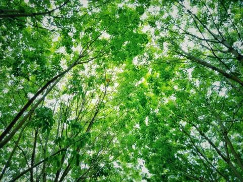 Rubber tree and green leaf. farmer farming in Thailand. Stock Photos