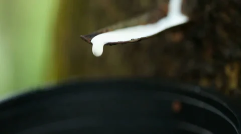 Rubber Tree and latex dripping Vidéo 32246978