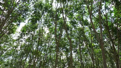 Rubber tree and leaves camera pan around Stock Footage 154649860