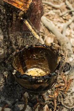 Rubber tree and process Stock Photos