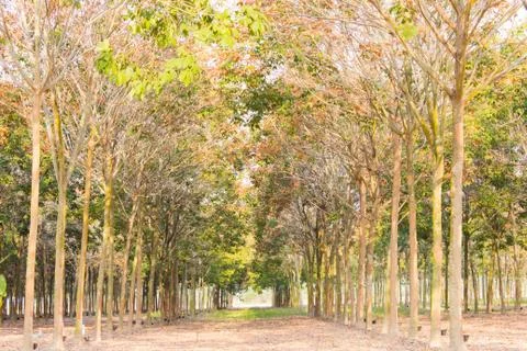 Rubber tree background Stock Photos