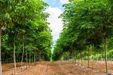 Rubber tree background Stock Photos