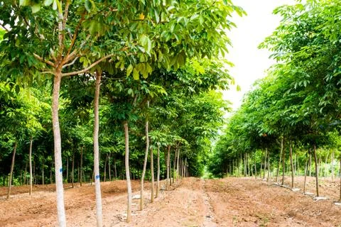 Rubber tree background Stock Photos