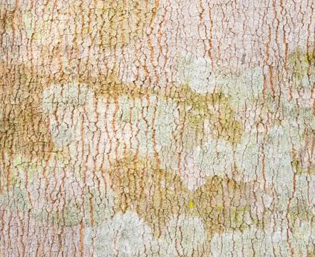 Rubber Tree Bark Texture Background 2 Stock Photos