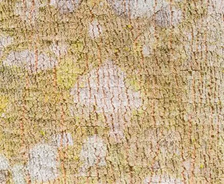 Rubber Tree Bark Texture Background 4 Stock Photos