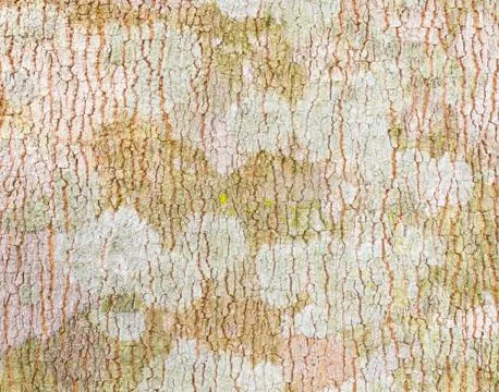 Rubber Tree Bark Texture Background Stock Photos