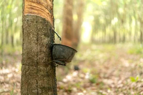The rubber tree with blur background Stock Photos