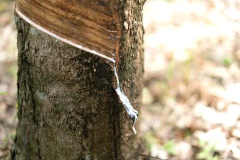 The rubber tree with blur background Stock Photos