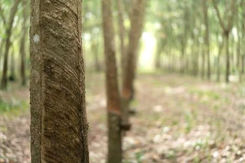 The rubber tree with blur background Stock Photos