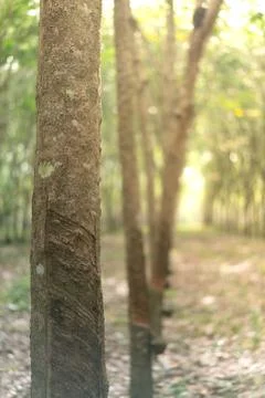 The rubber tree with blur background Stock Photos