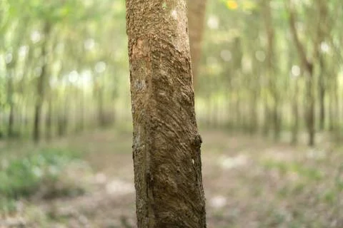 The rubber tree with blur background Stock Photos