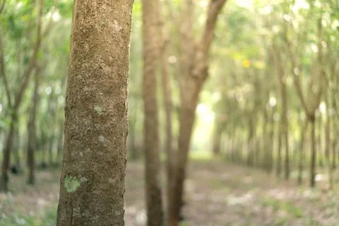 The rubber tree with blur background Stock Photos