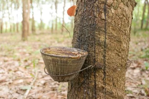 The rubber tree with blur background Stock Photos