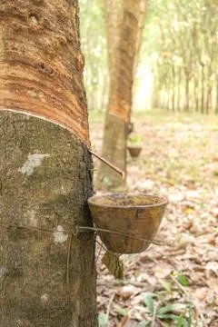 The rubber tree with blur background Stock Photos