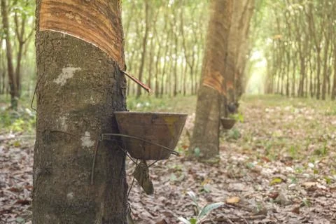 The rubber tree with blur background Stock Photos