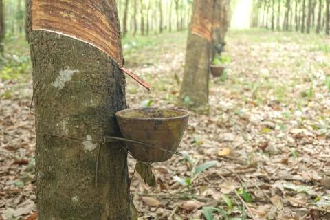 The rubber tree with blur background Stock Photos