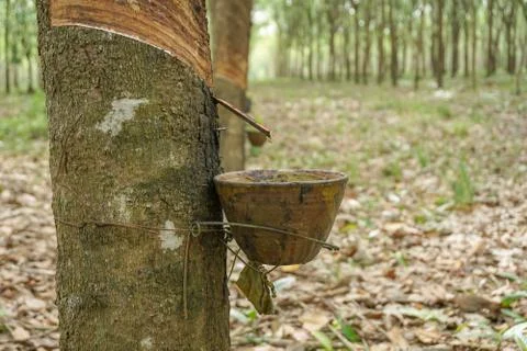 The rubber tree with blur background Stock Photos