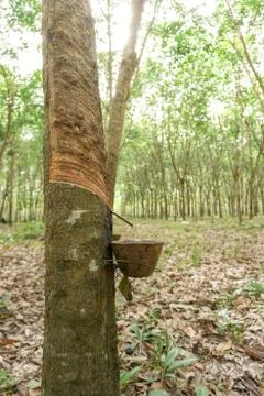 The rubber tree with blur background Stock Photos