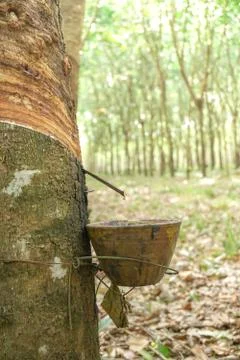 The rubber tree with blur background Stock Photos
