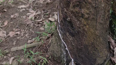 Rubber tree in Bukit Lawang Sumatra, Indonesia Stock Footage 220332253