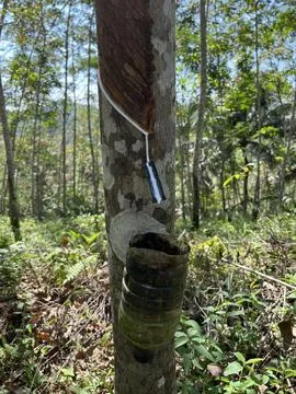 The Rubber Tree Drips White Liquid Foto stock