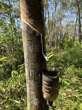 The Rubber Tree Drips White Liquid 库存照片