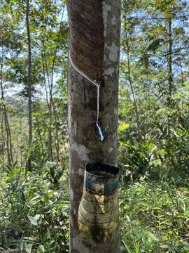 The Rubber Tree Drips White Liquid Фото