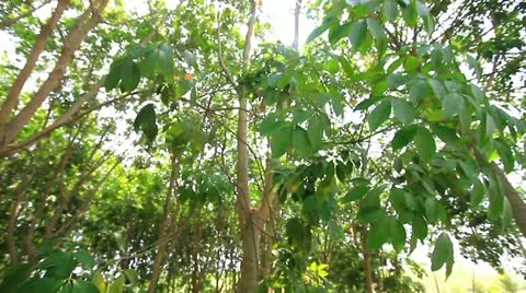 Rubber tree 스톡 동영상 22331672
