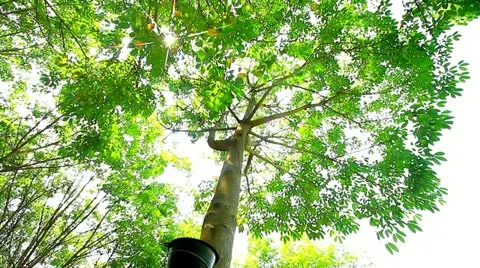Rubber tree Video stock 22332674
