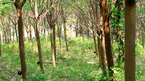 Rubber tree 스톡 동영상 22333919