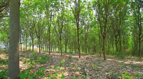 Rubber tree Stock Footage 22413990