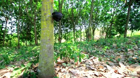 Rubber tree Stock-Footage 22417606