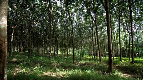 Rubber tree 스톡 동영상 24897670