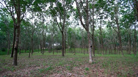 Rubber tree 스톡 동영상 24897713