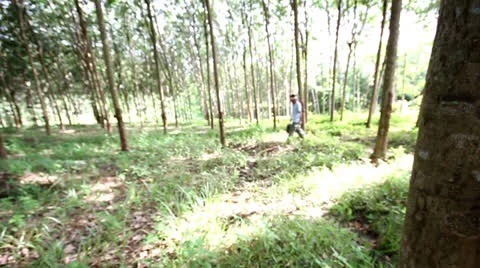 Rubber tree 스톡 동영상 24897738