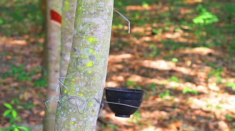 Rubber tree Vídeos de archivo 33841807