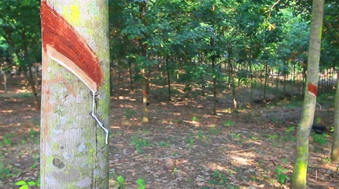 Rubber tree Stock-Footage 33843038