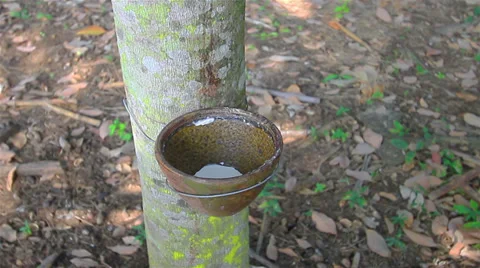 Rubber tree Video stock 33843969