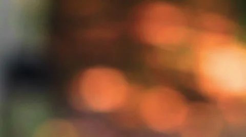 Rubber tree Video stock 33845147