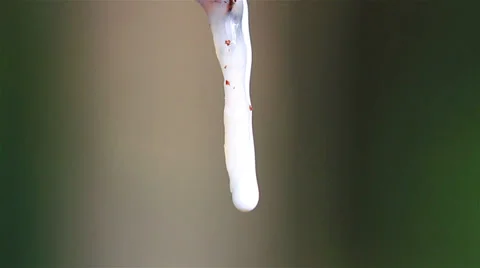 Rubber tree Vídeo Stock 33867838
