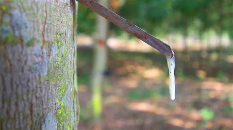 Rubber tree Vídeo Stock 34322945